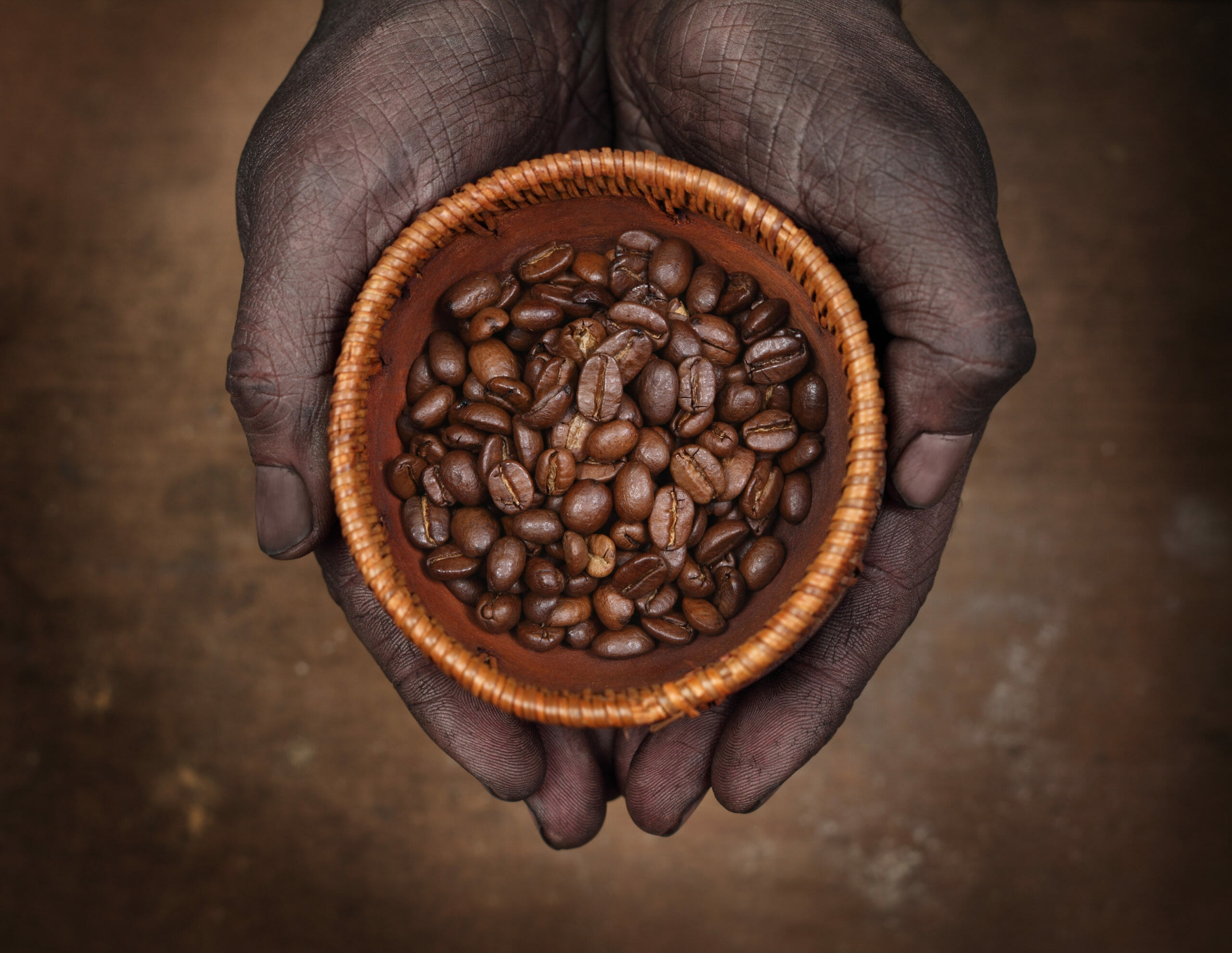 Как вырастить кофейные зерна. Кофейные плантации Конго. Африканский кофе. Кофе из Африки. Африканский кофе в зернах.